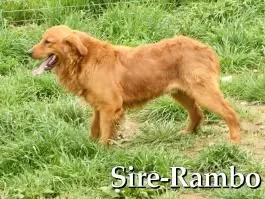 Puppy Name: Rambo