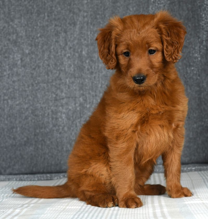 Mini Goldendoodle