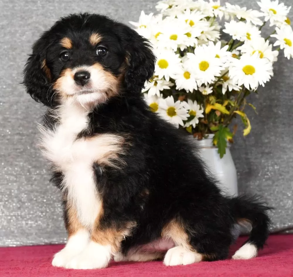 Mini Bernedoodle