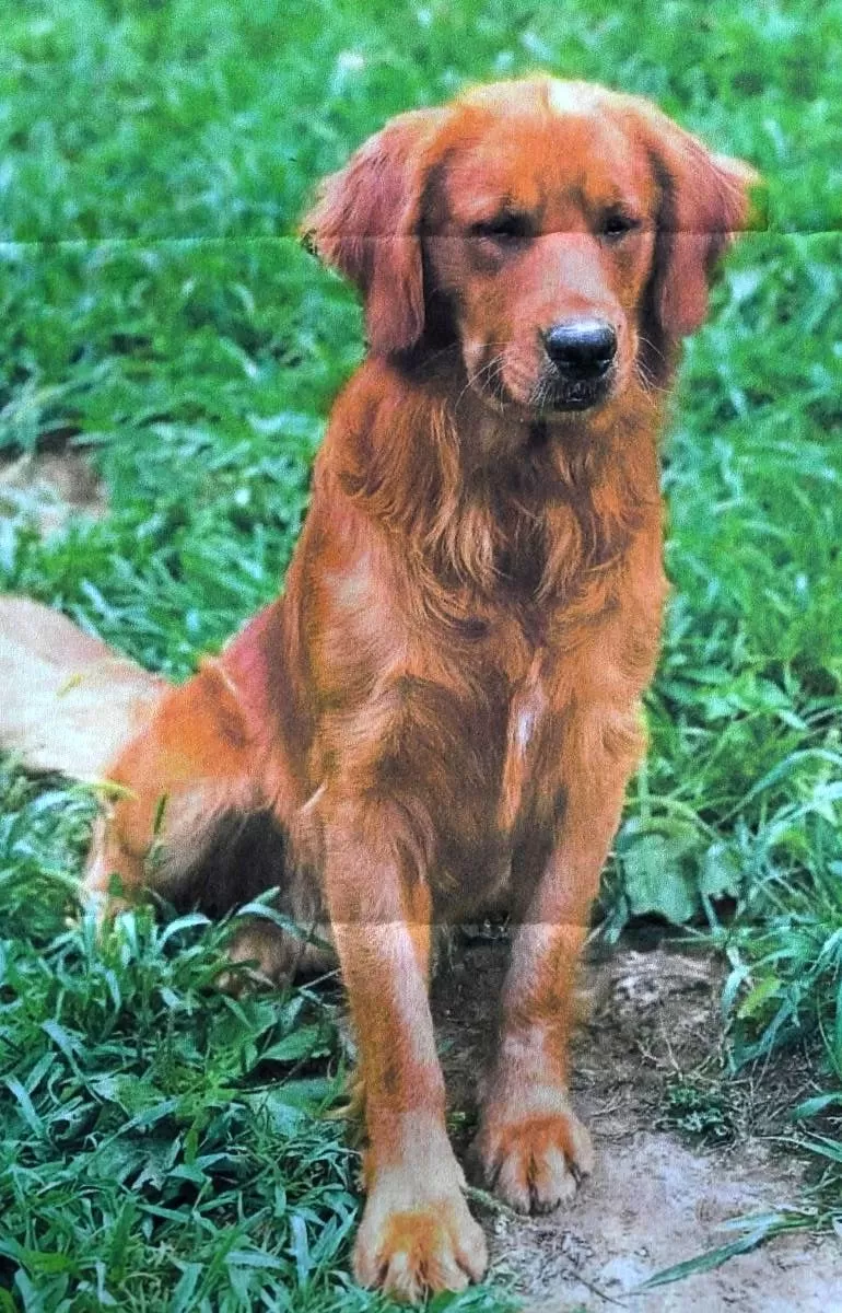 Puppy Name: Duke