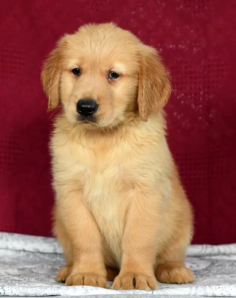 Gus