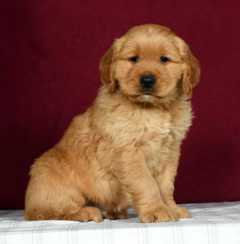 Puppy Name: Bentley