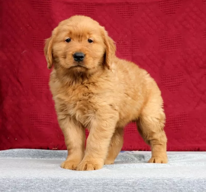 Puppy Name: Clifford