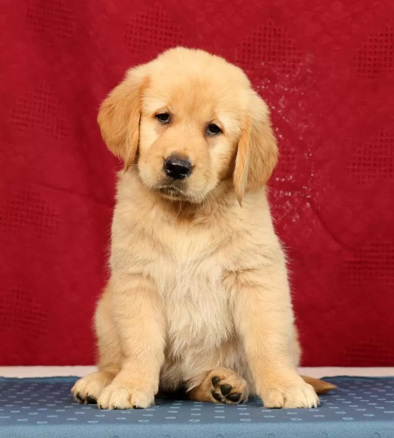 Puppy Name: Aerie