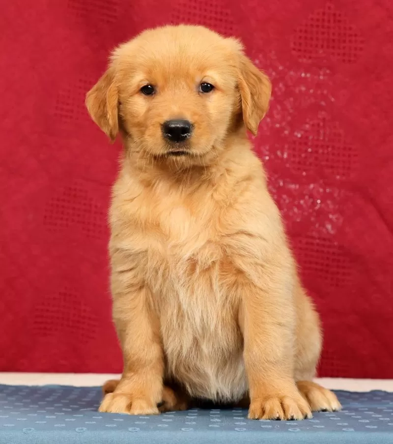 Puppy Name: Olive
