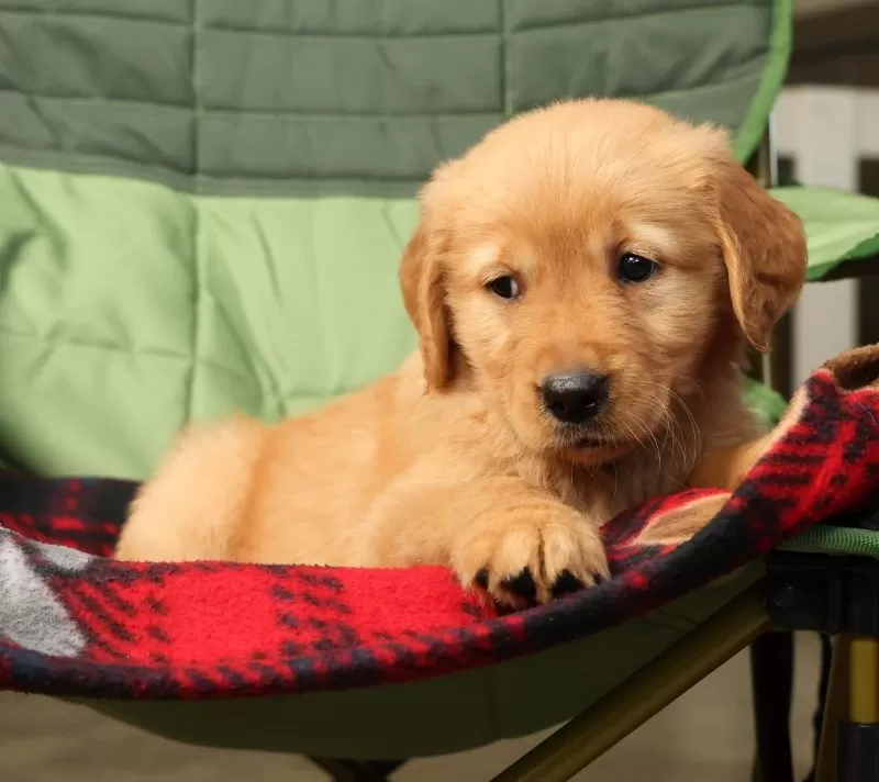 Puppy Name: Genesis