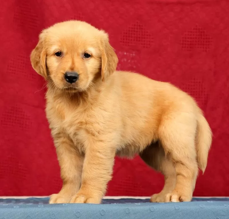 Puppy Name: Juniper