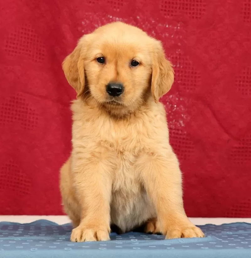 Puppy Name: Ben
