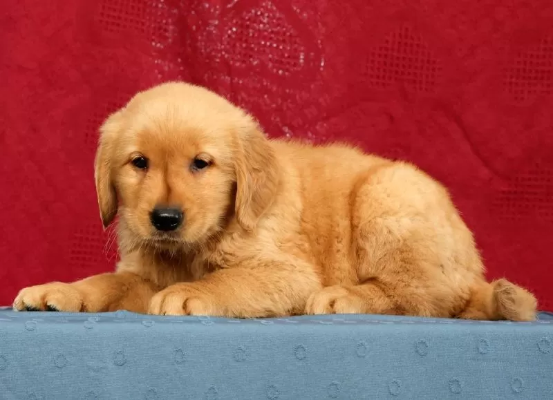 Ben
