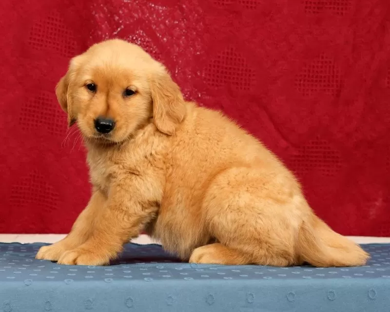 Ben
