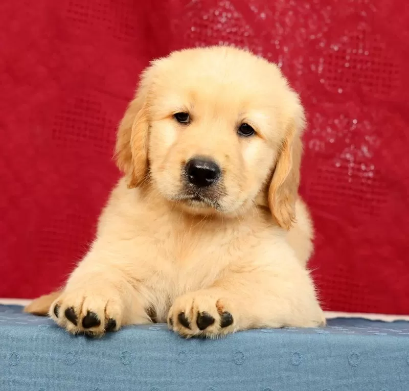 Puppy Name: Denali
