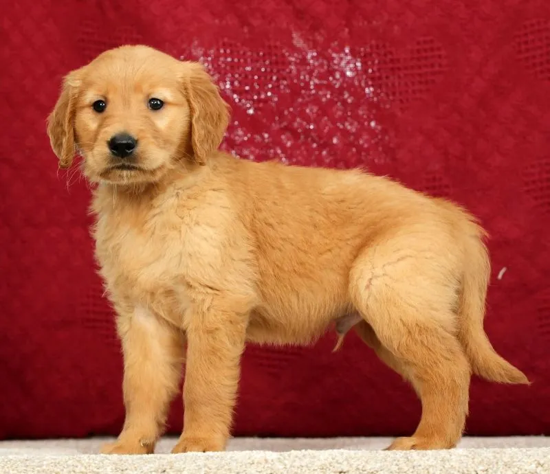 Puppy Name: Tipper