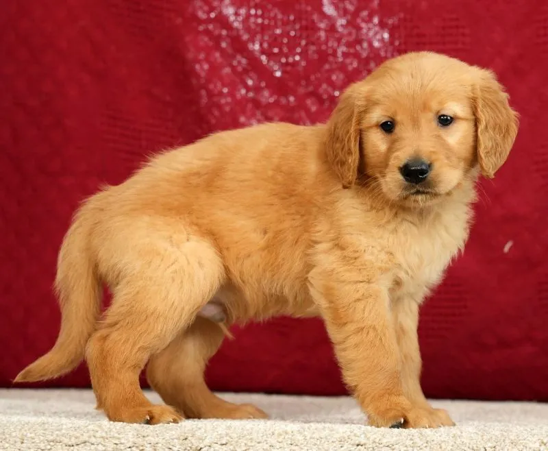 Tipper
