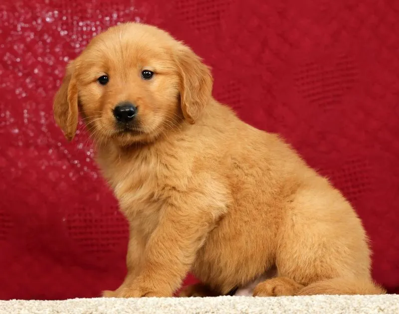 Puppy Name: Rhyss