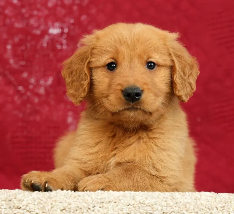 Puppy Name: Levi