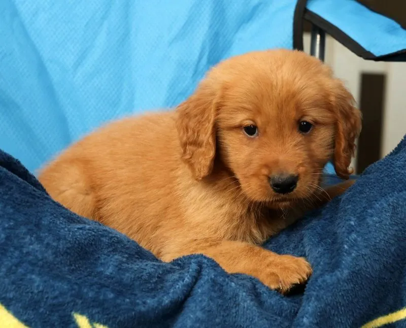 Levi
