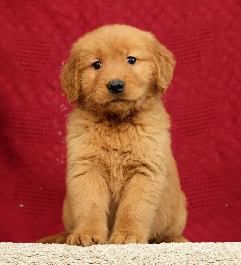 Puppy Name: Marshall