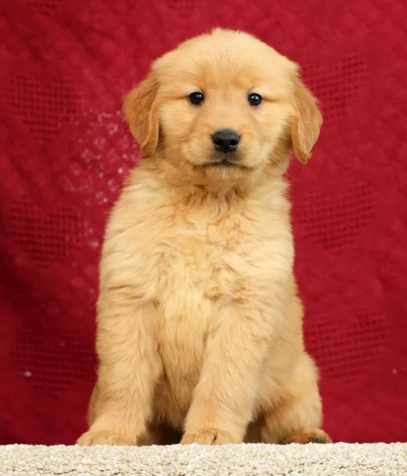 Puppy Name: Andre