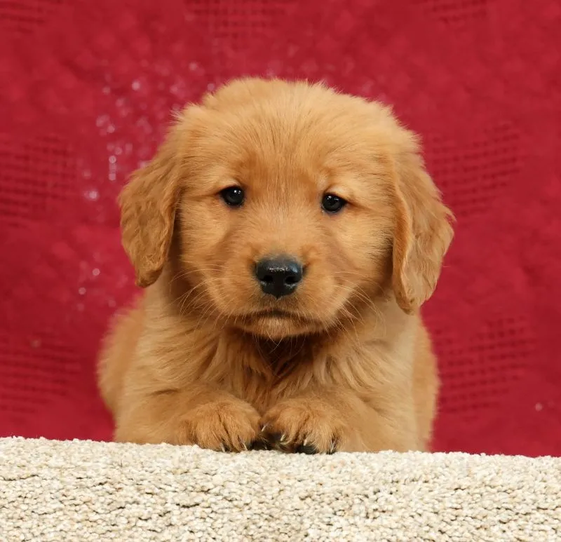 Puppy Name: Connor