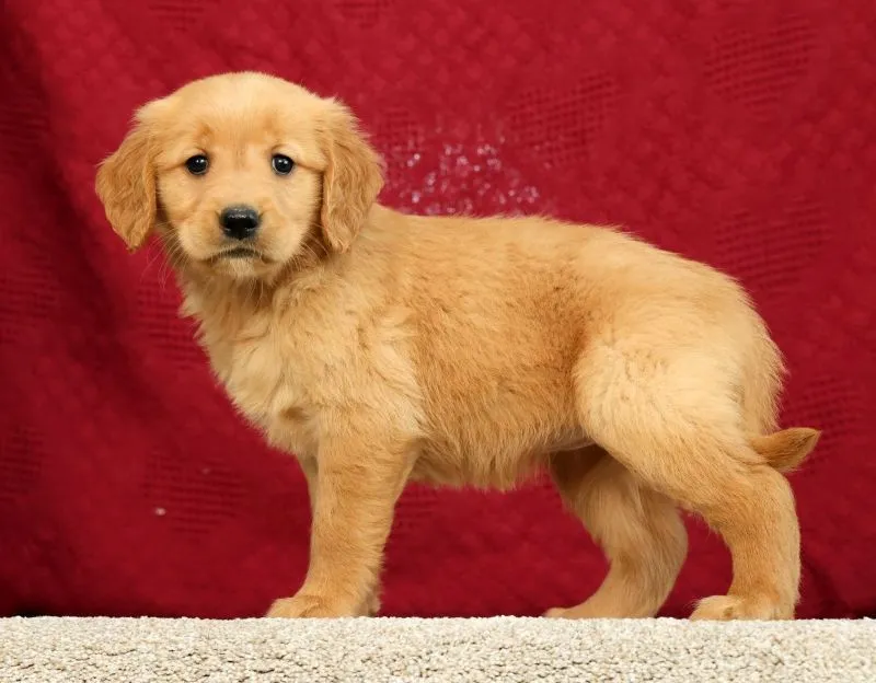 Puppy Name: Daisy