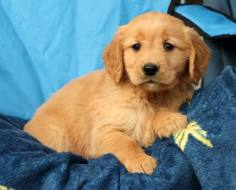 Daisy