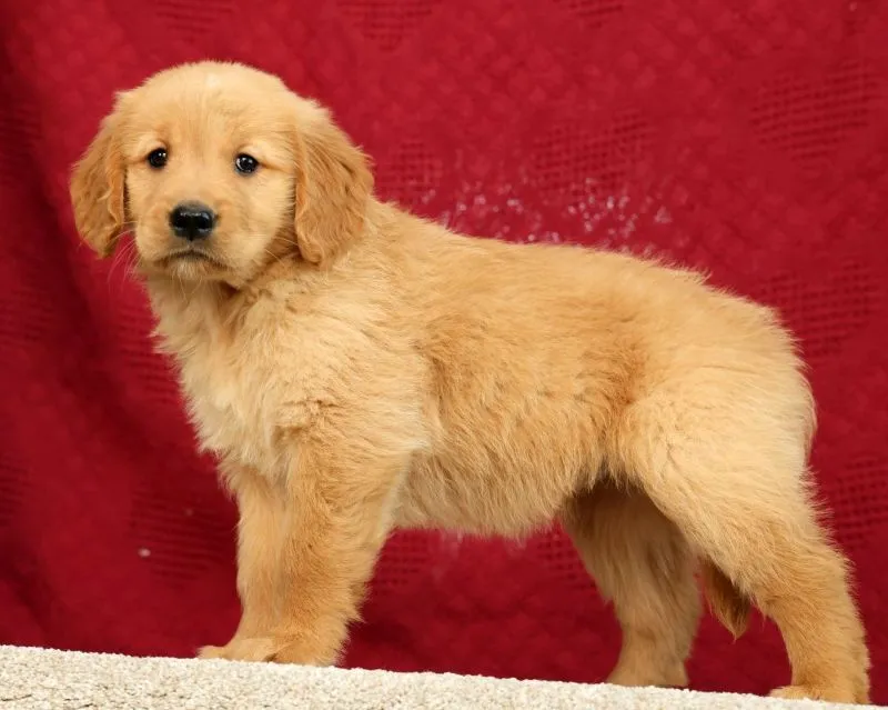 Puppy Name: Jade